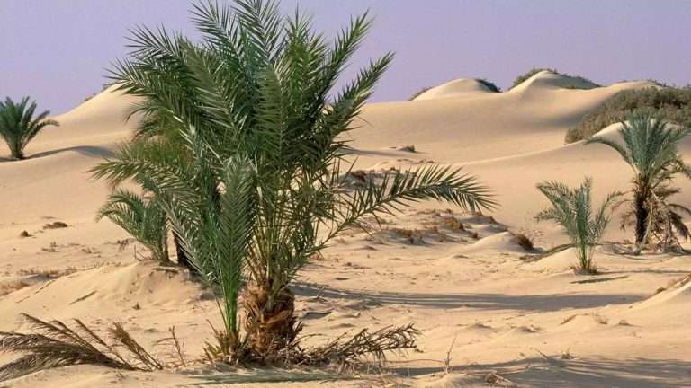 Sistem Ekonomi pada Masa Khalifah Umar bin Khattab r.a.